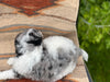 Blue Merle Male-Available