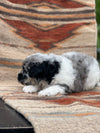 Blue Merle Male-Available