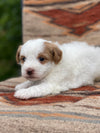 Red Piebald Female-Available