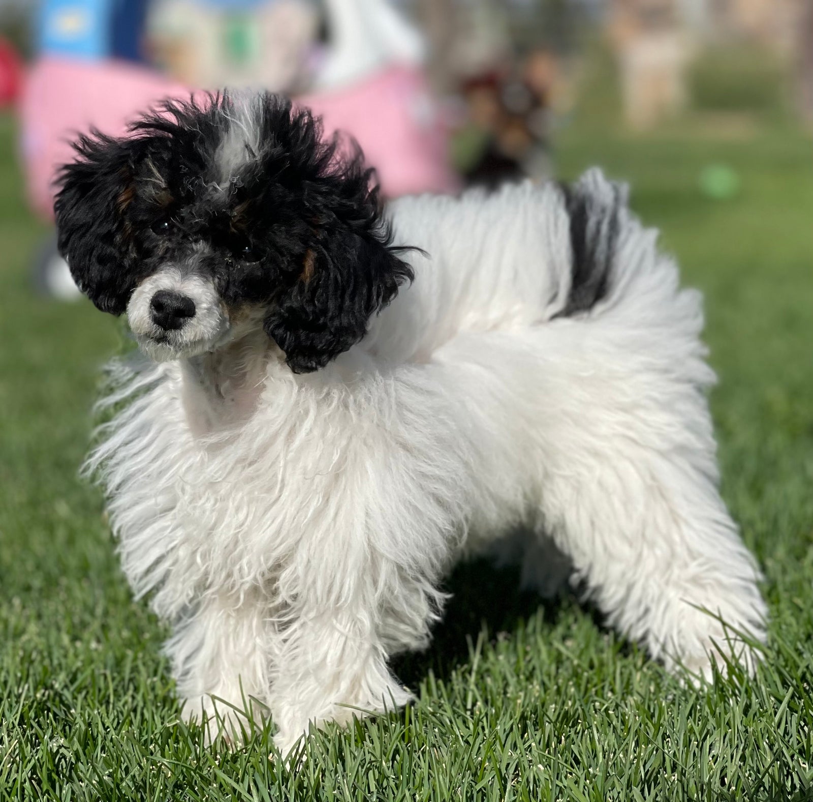 Toy Poodle in Egypt puppies